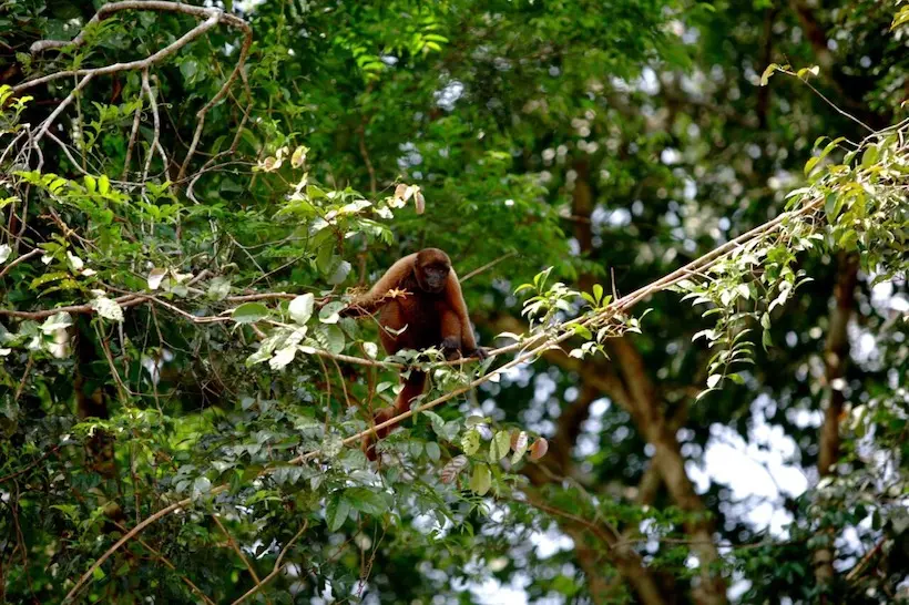 Parque Nacional Natural Amacayacu: Turismo en el Corazón de la Amazonía - Qué significa amacayacu parque nacional natural amacayacu turismo - Qué significa amacayacu