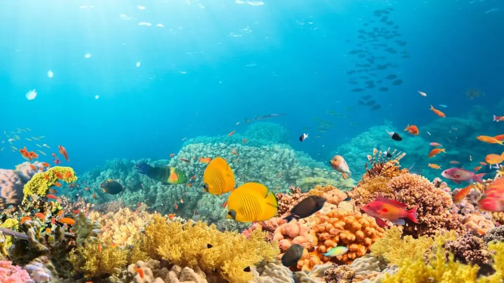 <b>Belice: Barrera de Arrecife, Turismo y Conservación</b> - Qué significa la Gran Barrera de arrecifes belice barrera de arrecife turismo - Qué significa la Gran Barrera de arrecifes