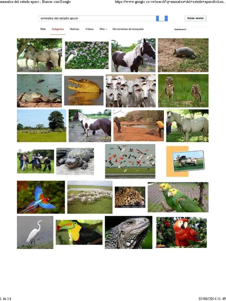dibujo de flora fauna y turismo del estado apure - Qué significa la palabra Apure
