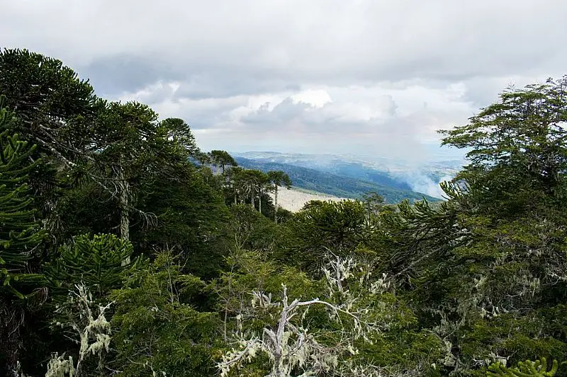 Turismo en Nahuelbuta: Una Guía Completa para tu Visita - Qué significa nahuelbuta en mapudungun turismo nahuelbuta - Qué significa nahuelbuta en mapudungun