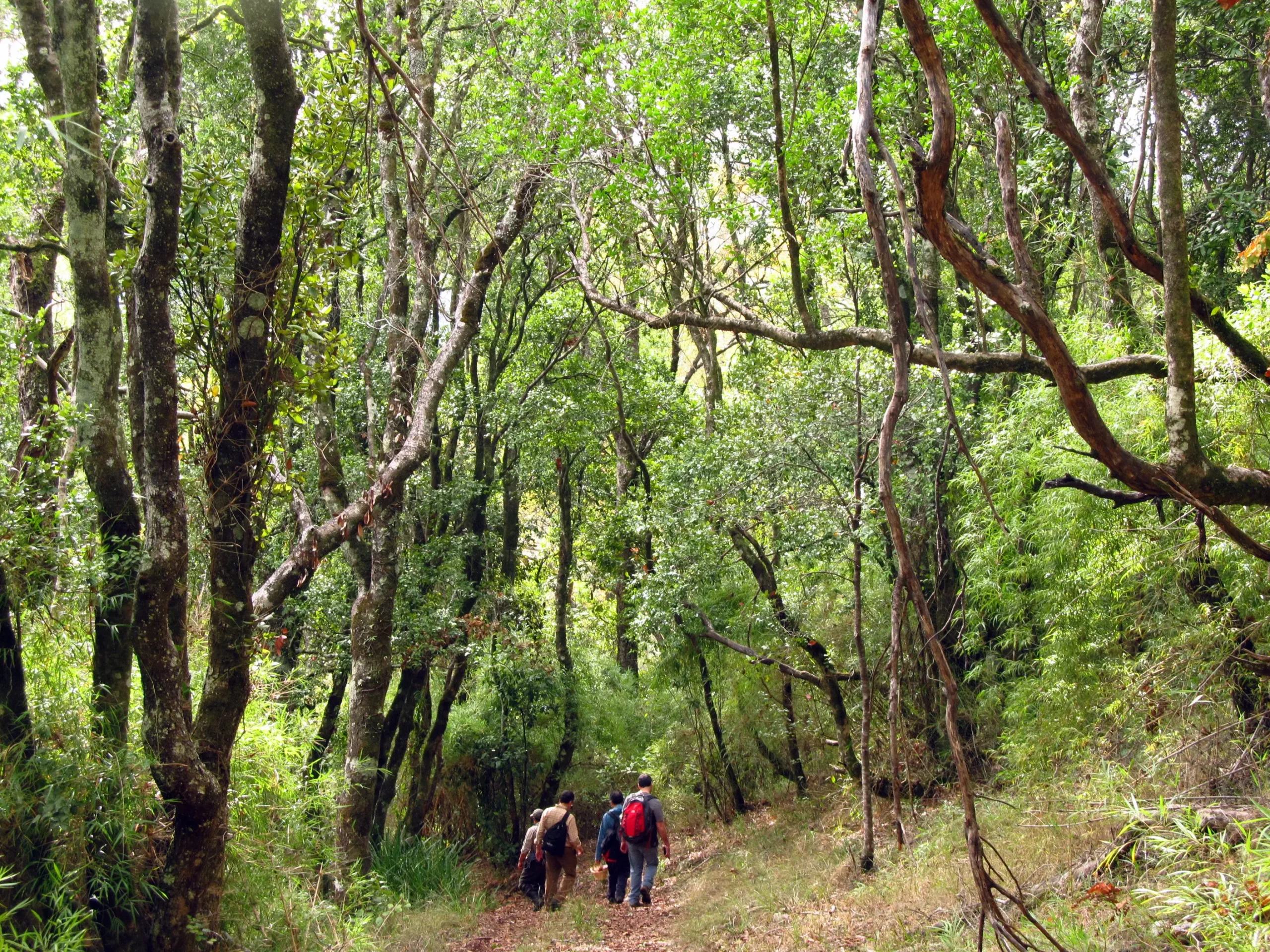 Turismo en Nonguén, Chile: Un viaje a la historia y la naturaleza - Qué significa Nonguén chile ong turismo nonguen - Qué significa Nonguén