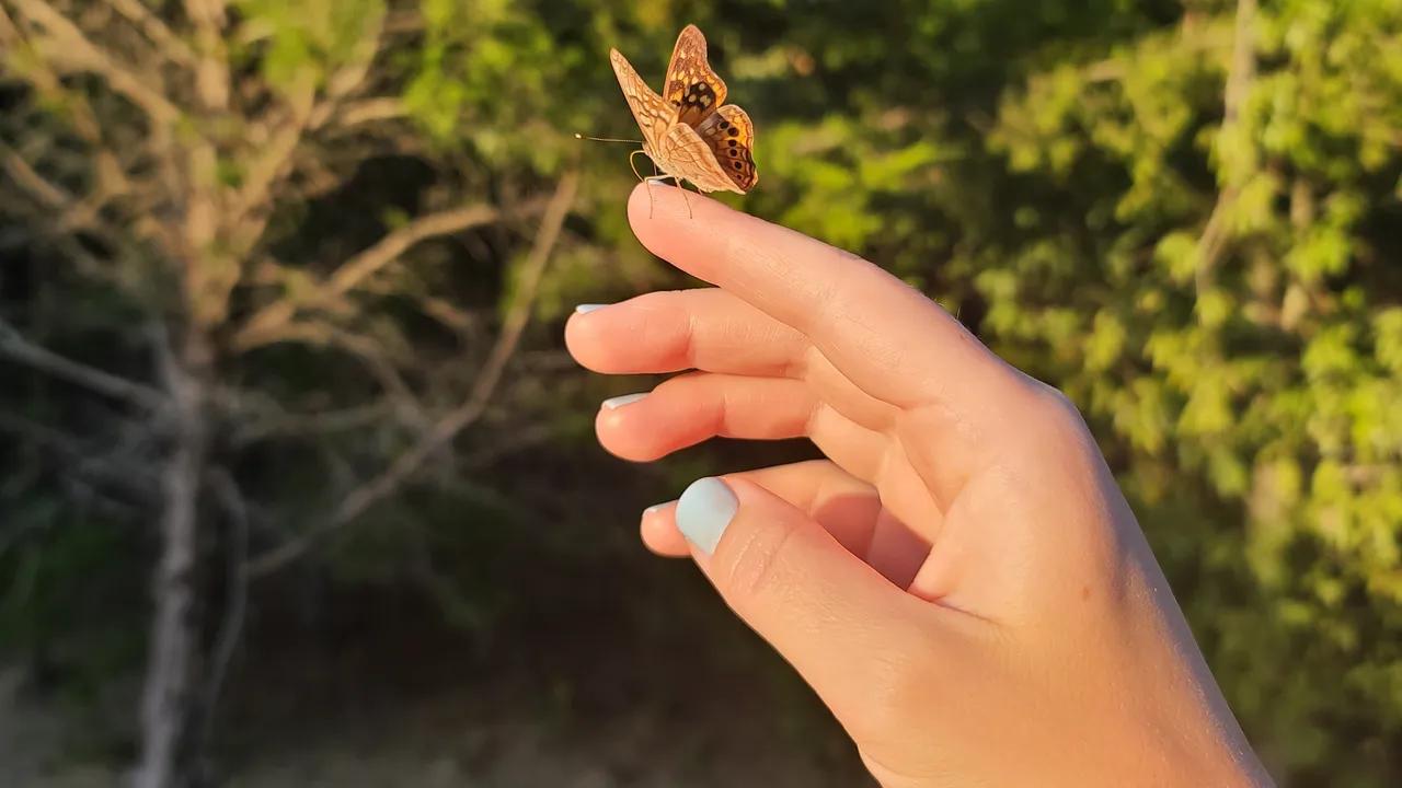 Mariposas: Turismo y Espiritualidad - Qué significa que te vengan a visitar mariposas mariposas como turismo - Qué significa que te vengan a visitar mariposas