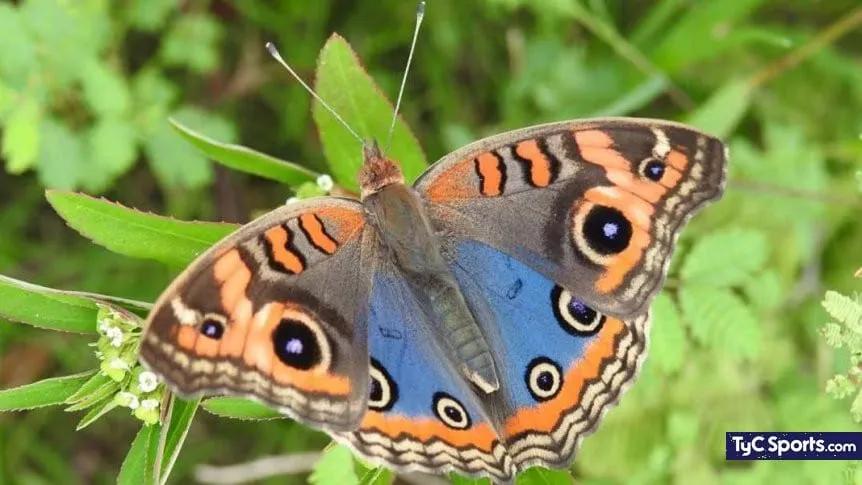 Mariposas: Turismo y Espiritualidad - Qué significado tiene la presencia de mariposas mariposas como turismo - Qué significado tiene la presencia de mariposas