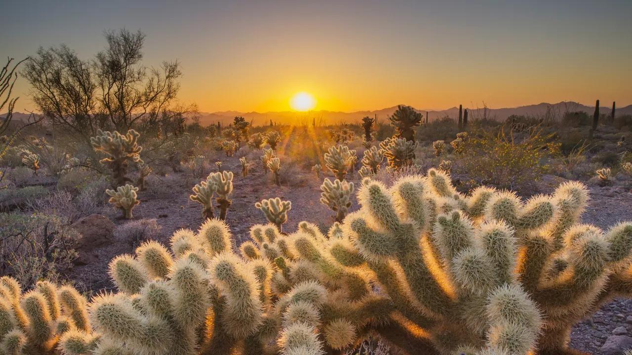 El Desierto de Sonora: Una Guía Completa para el Turismo - Qué temperatura tiene el desierto de Sonora desierto de sonora turismo - Qué temperatura tiene el desierto de Sonora