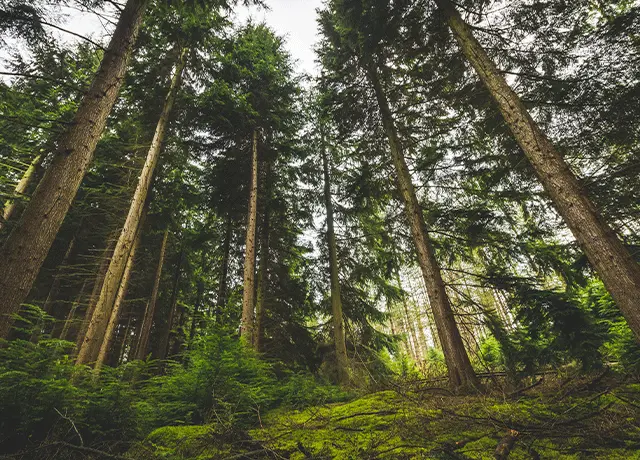La importancia de los árboles para el turismo: Un ecosistema vital - Qué tiene de especial un árbol importancia de un arbol para el turismo - Qué tiene de especial un árbol
