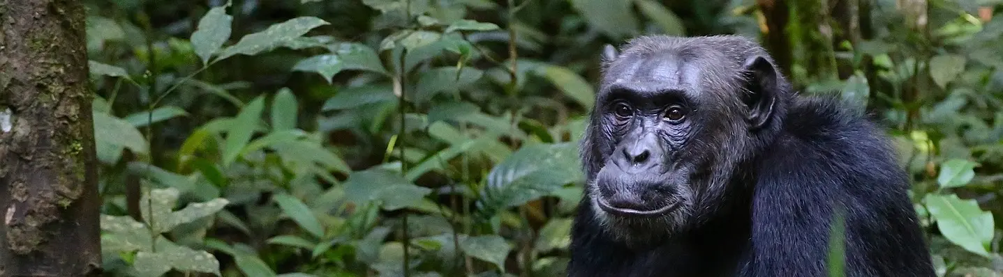 Uganda: Turismo, Seguridad y Guía Completa para tu Aventura - Qué vacunas hay que ponerse para ir a Uganda uganda turismo - Qué vacunas hay que ponerse para ir a Uganda