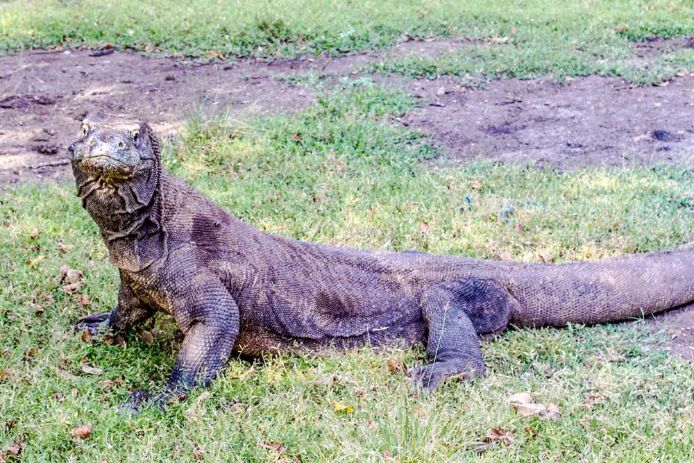Parque Nacional de Komodo: Turismo, Precios y Guía Completa - Se puede ir a la isla de Komodo sin un tour parque nacional de komodo turismo - Se puede ir a la isla de Komodo sin un tour