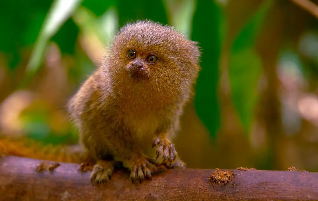 blog.turismo peru chimpance - Son comunes los monos en Perú