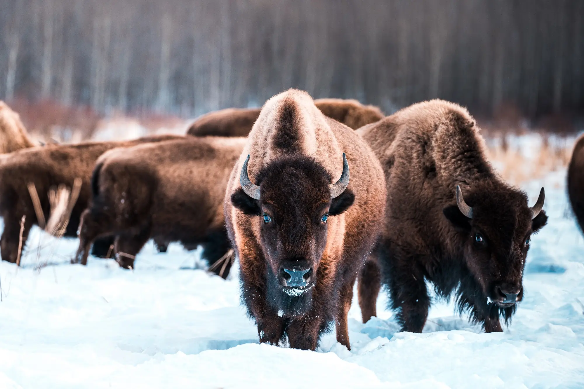 Descubre Edmonton, Canadá: Una Guía Completa para Turistas - What is Edmonton's number one tourist attraction edmonton canada turismo - What is Edmonton's number one tourist attraction