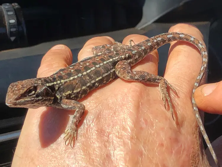 Dragones en Australia: Una exploración de la mitología y la realidad - What is the small dragon in Australia australia turismo dragon - What is the small dragon in Australia